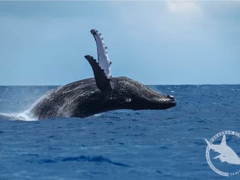 Billet Observation des baleines à Tahiti depuis Taravao