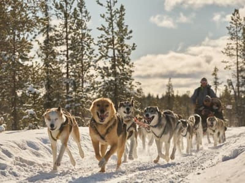 Billet Demi-journée de chiens de traîneau près de Kiruna en Suède