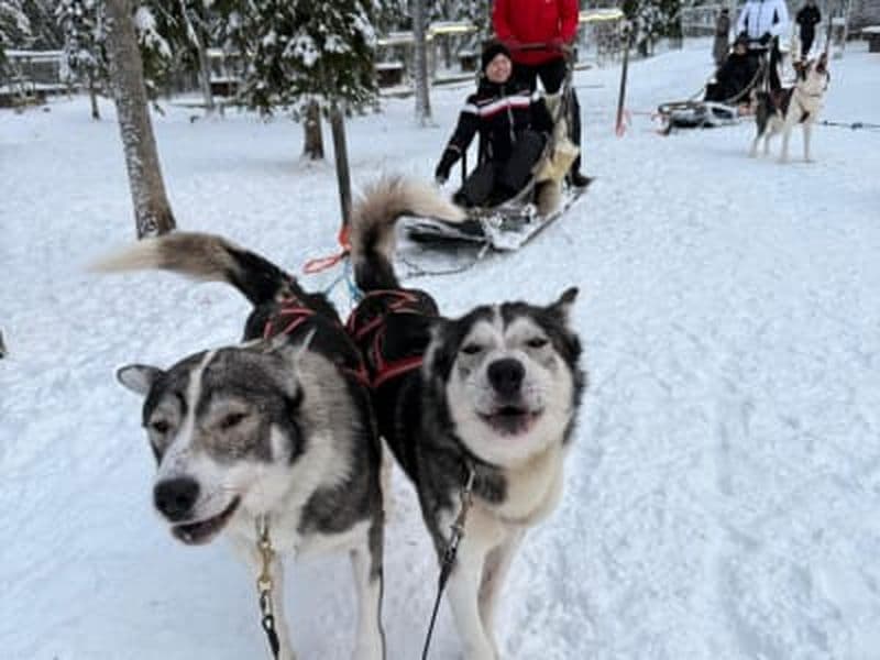 Billet Aventure de 2 jours en Laponie : Safari avec des huskys, motoneige, aurores boréales et zoo de Ranua au départ de Rovaniemi