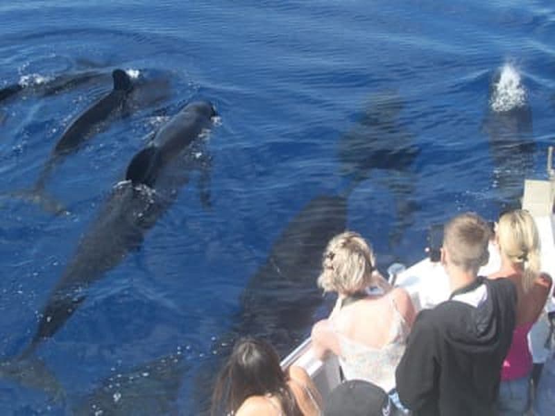 Billet Observation des dauphins et baleines de Méditerranée depuis Bandol