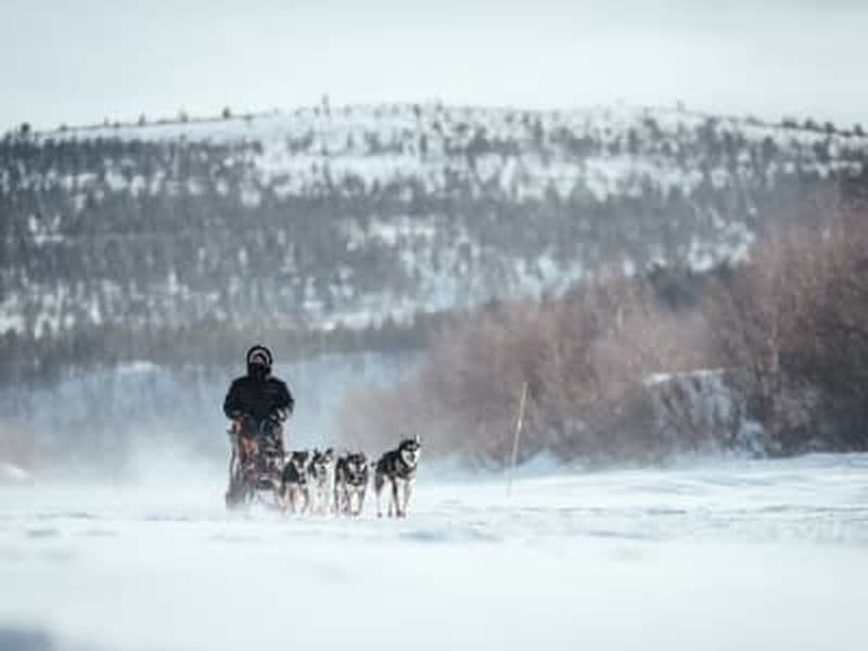 Billet Excursion de conduite en chien de traîneau au fjord de Malangen, près de Tromsø