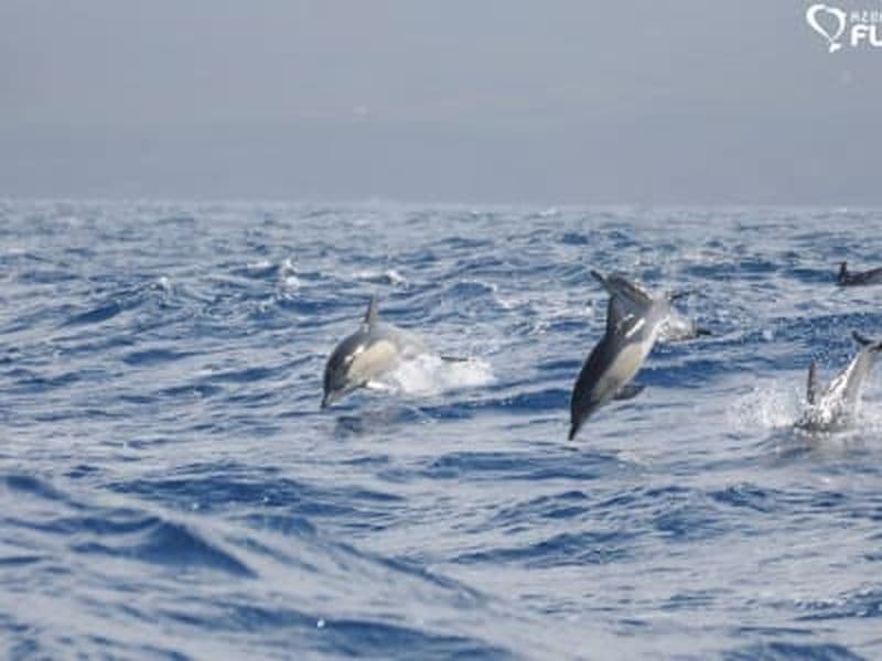Billet Tour d'observation des baleines à Lajes do Pico sur l'île de Pico