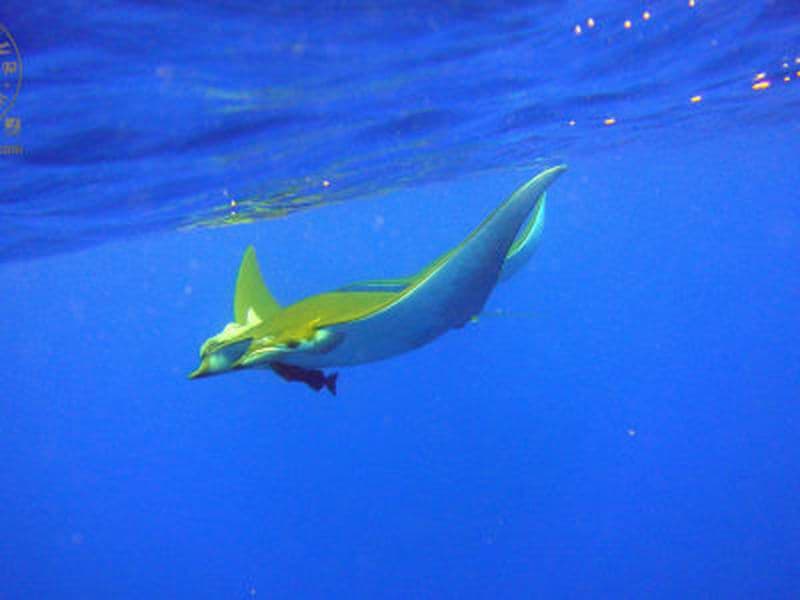 Billet Plongée sous-marine à Manta Blue Spot à São Miguel, Açores