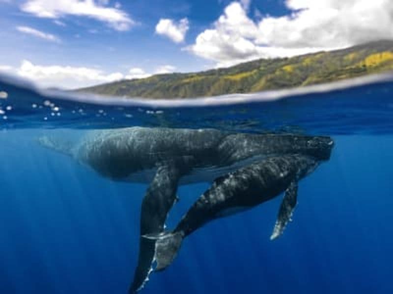 Billet Observation des baleines à bosse à Tahiti depuis Puna'auia