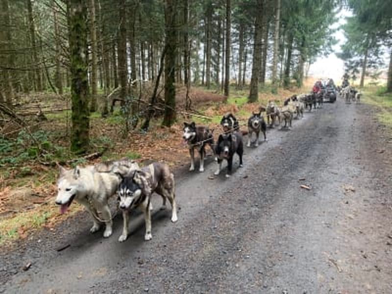 Billet Découverte du cani-kart à Cisternes-la-Forêt, près de Clermont-Ferrand