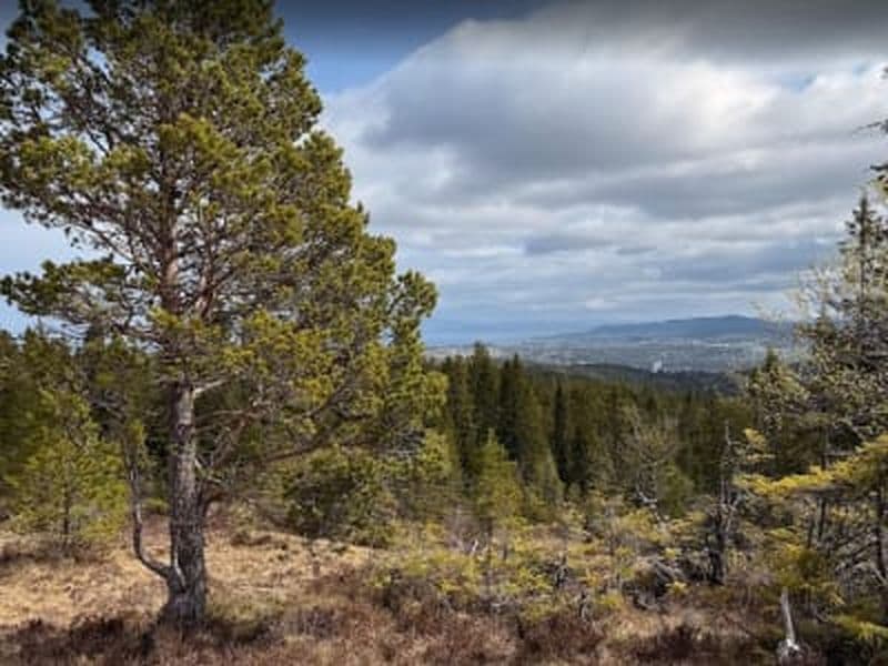 Billet Randonnée guidée dans la Bymarka avec trajet en tramway depuis Trondheim