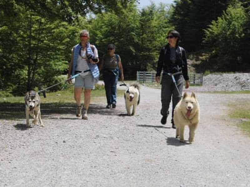 Billet Visite d'un chenil et cani-randonnée à Oloron-Sainte-Marie, près de Pau