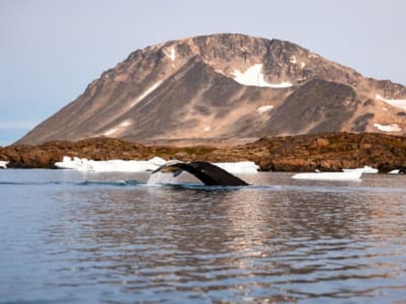 Billet Observation des icebergs et des baleines en bateau depuis Kulusuk