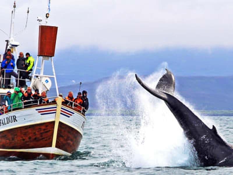 Billet Observation des baleines dans la baie de Skjálfandi, Húsavík
