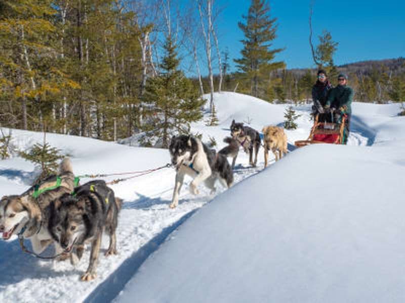 Billet Découverte du traîneau à chiens à Saint-Siméon, Charlevoix
