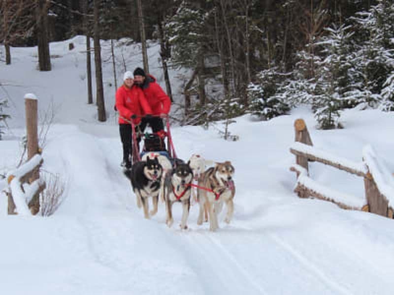 Billet Excursion en traîneau à chiens avec transport de Mont-Tremblant à Arundel, Laurentides