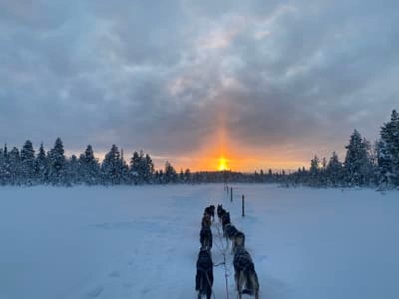 Billet Excursion d'une demi-journée en chiens de traîneau à Svappavaara près de Kiruna
