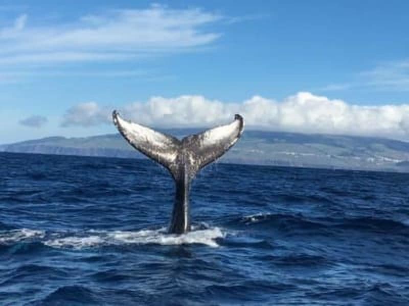 Billet Observation des baleines sur l'île de Terceira
