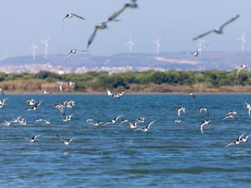 Billet Excursion en bateau pour observer les oiseaux dans l'estuaire du Tage, au départ de Lisbonne