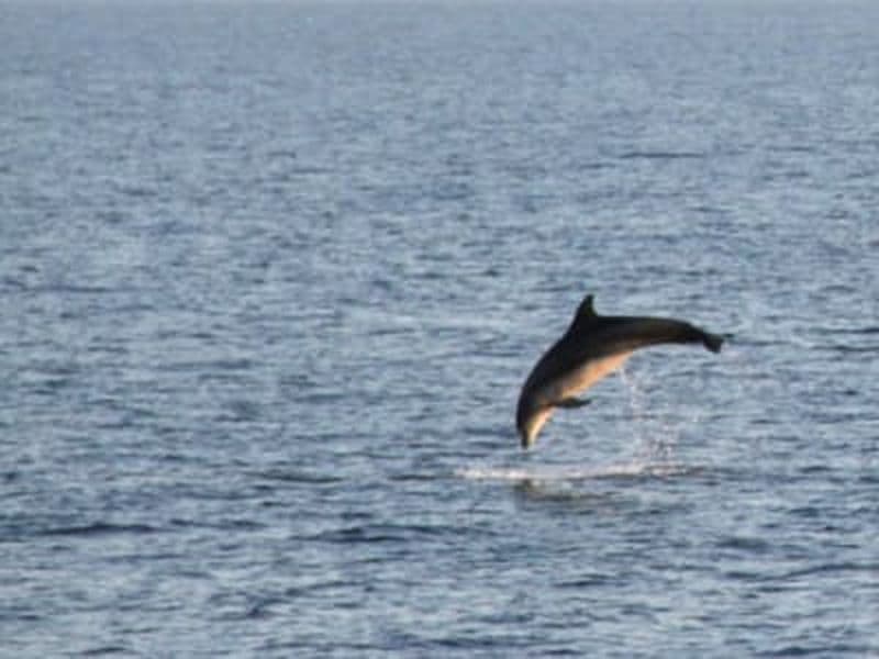 Billet Croisière avec dauphins au coucher du soleil et dîner à Pula