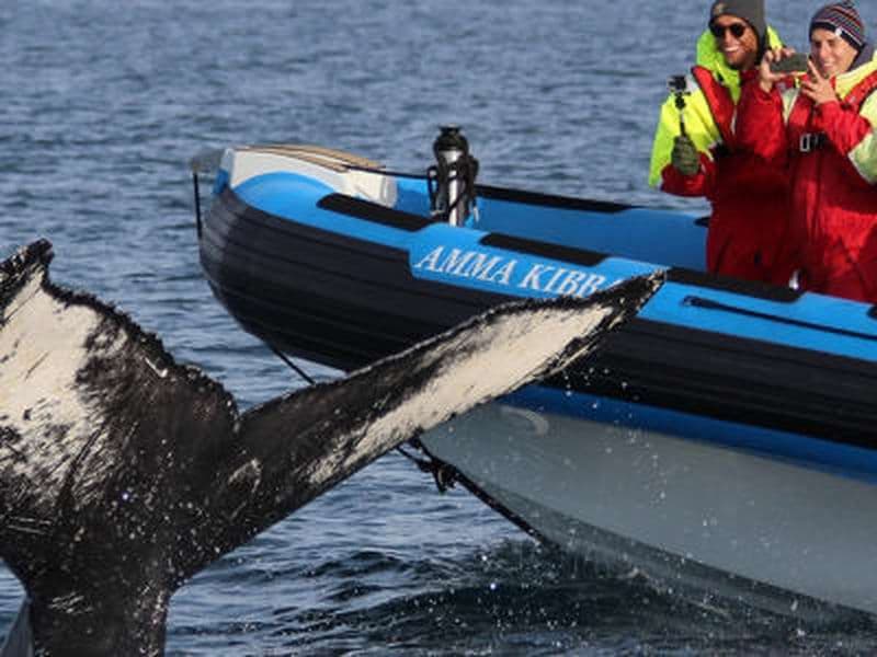 Billet Observation des baleines et de l'île aux macareux Puffin Island à Húsavík