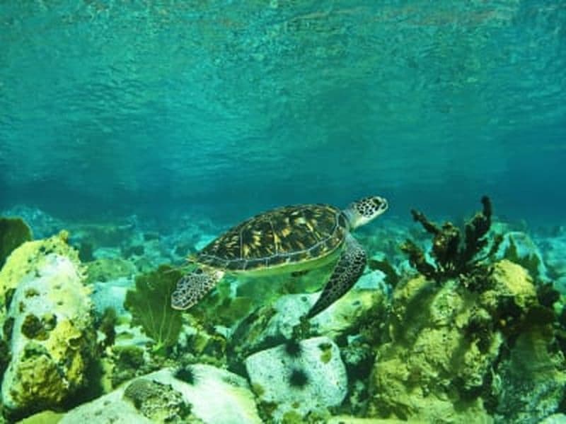 Billet Excursion guidée de snorkeling avec les tortues aux Trois-Îlets, Martinique