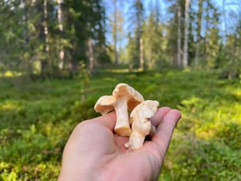 Billet Excursion privée de cueillette dans la nature et découverte de la gastronomie sami depuis Levi