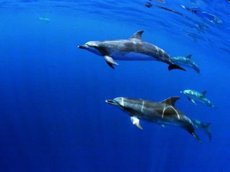 Billet Nage avec les dauphins sur l'île de Terceira, Açores