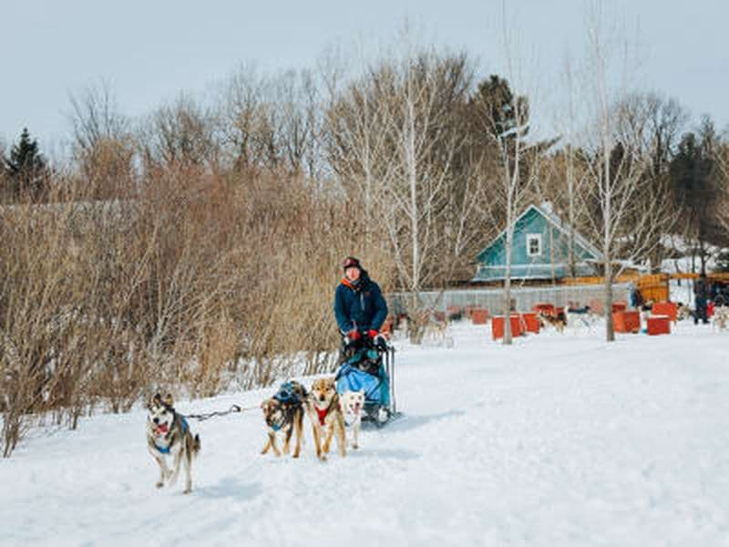 Billet Excursion en chiens de traîneau en Lanaudière au départ de Montréal