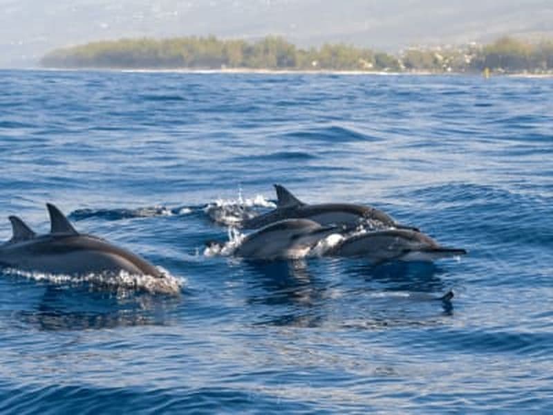 Billet Snorkeling et observation des dauphins depuis Le Port, La Réunion
