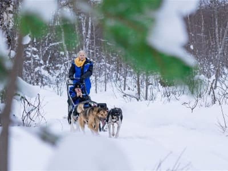 Billet Excursion de conduite de traîneau à chiens au Camp Aspemo au départ de Tromsø