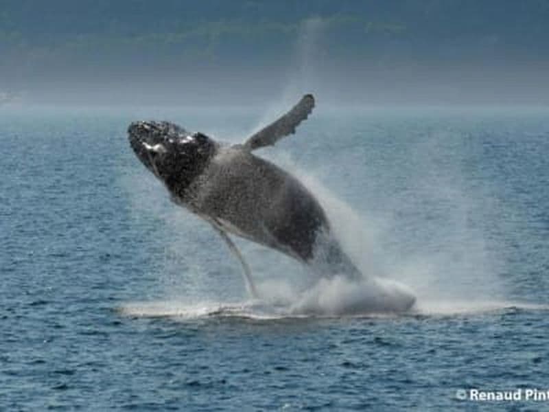 Billet Croisière d'observation des baleines en bateau sur le Saint-Laurent, au départ de Québec