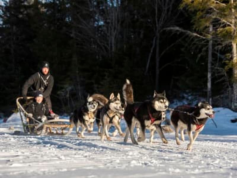 Billet Randonnée en chiens de traîneau à Saint-Hippolyte près de Montréal