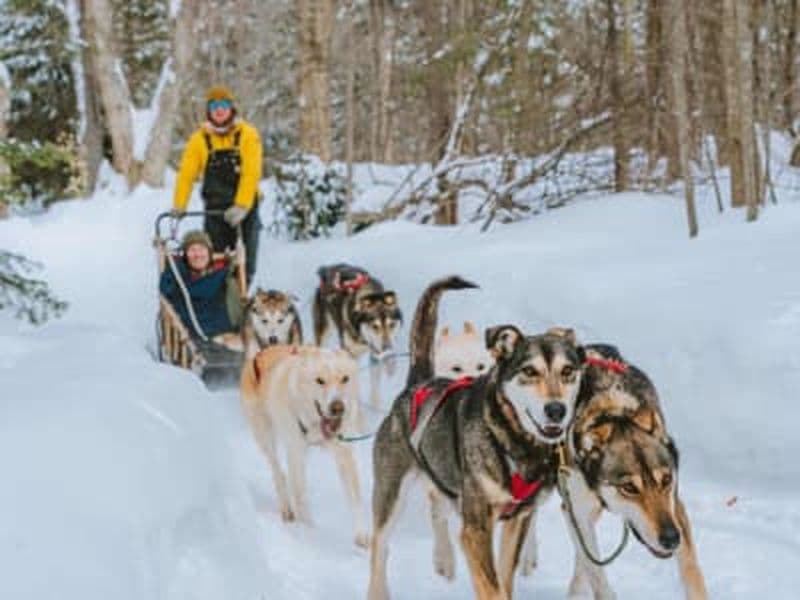 Billet Balade en traîneau à chiens dans les Hautes-Laurentides, Québec