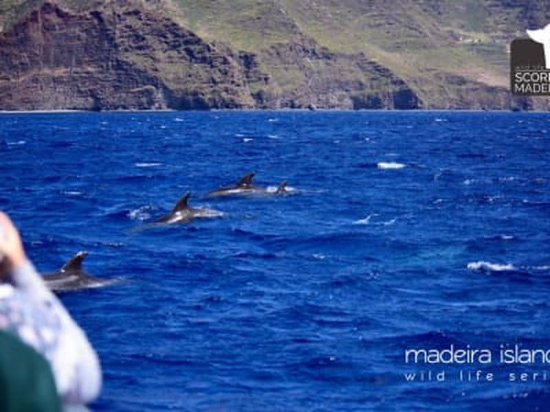 Billet Observation des baleines et des dauphins depuis Machico, Madère