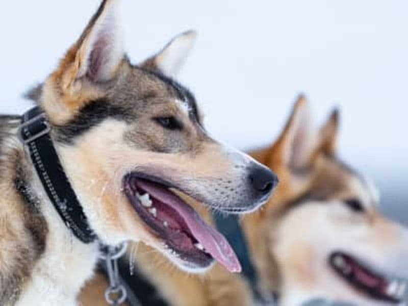Billet Excursion de conduite de chien de traîneau depuis Levi
