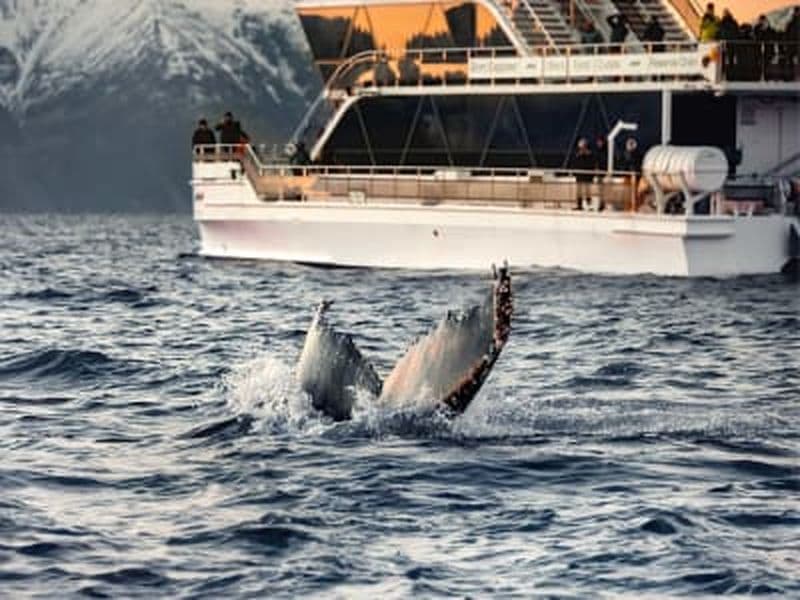 Billet Observation des baleines en bateau électrique depuis Tromsø