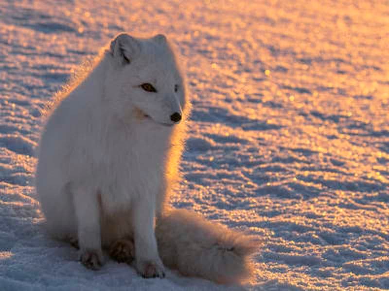 Billet Safari photo de la faune et de la flore à partir de Longyearbyen au Svalbard