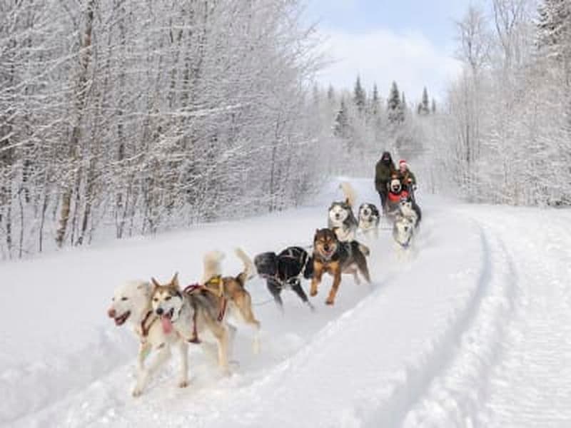 Billet Excursion en traîneau à chiens dans les Laurentides, à Val-des-Lacs