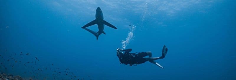 Billet Plongée avec des requins à Punta Cana