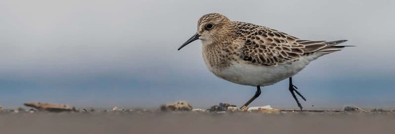 Billet Observation d'oiseaux marins sur la côte de São Miguel