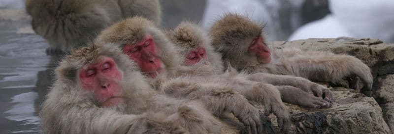 Billet Excursion au parc des singes de Jigokudani