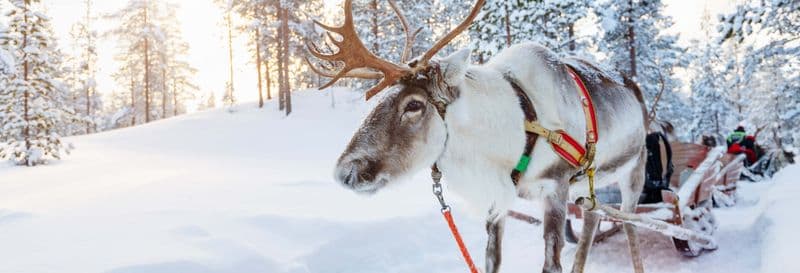 Billet Balade en traîneau tiré par des rennes et visite d'un camp sami
