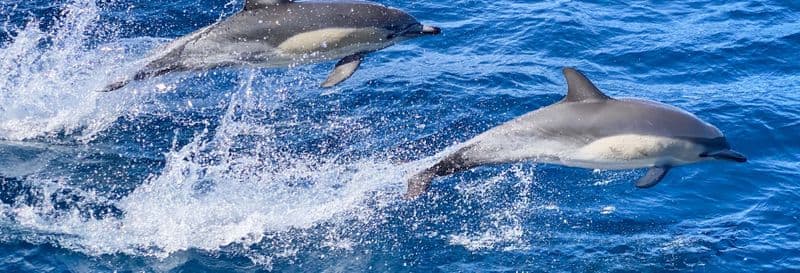 Billet Nage avec les dauphins à São Miguel
