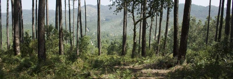 Billet Visite du Parc Naturel Sintra-Cascais à vélo