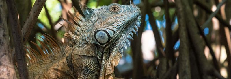 Billet Excursion à Ventanilla, Mazunte et Zipolite