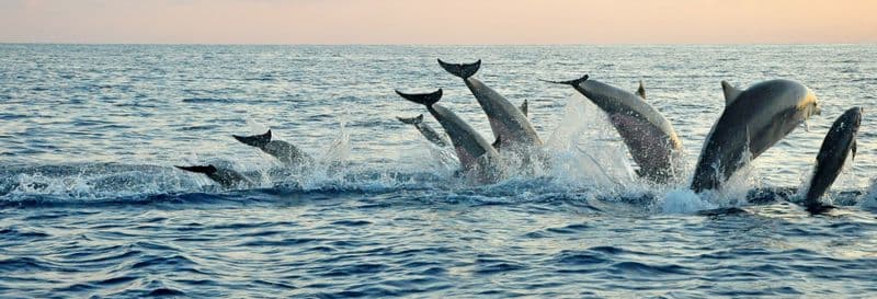 Billet Nage avec des dauphins à Lovina