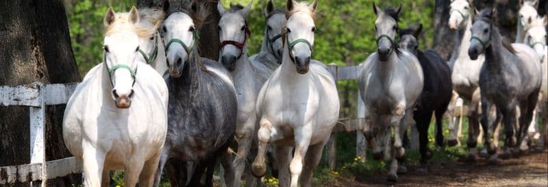 Billet Excursion à Lipica et aux grottes de Skocjan