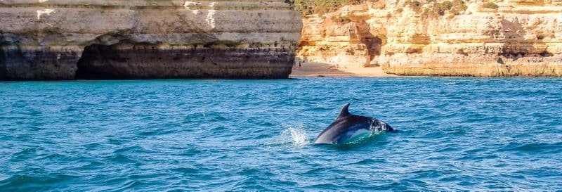 Billet Observation de dauphins à Albufeira