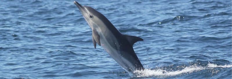 Billet Observation de dauphins à Sagres