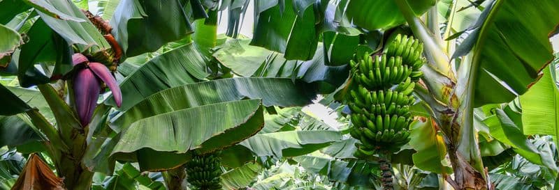 Billet Visite gastronomique dans la Grande Canarie