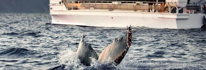 Billet Observation de baleines dans les fjords de Norvège