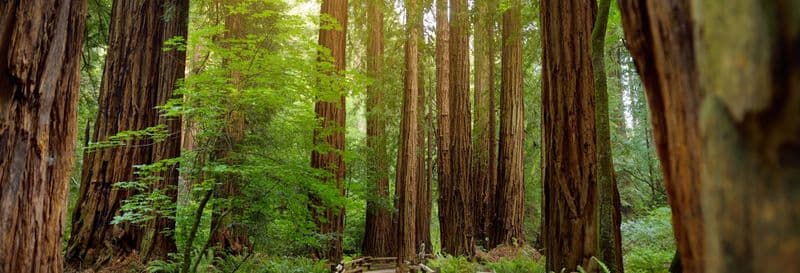 Billet Excursion à Muir Woods & Sausalito