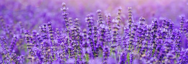 Billet Visite de la Maison de la Lavande
