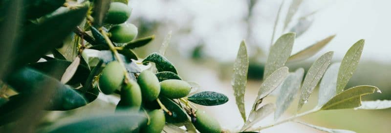 Billet Excursion à la découverte des vignes et des oliviers du Languedoc